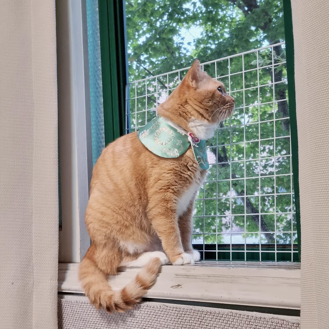 Photo by 이지냥냥 on October 05, 2025. May be an image of Abyssinian cat, kitten, bandanna and window.