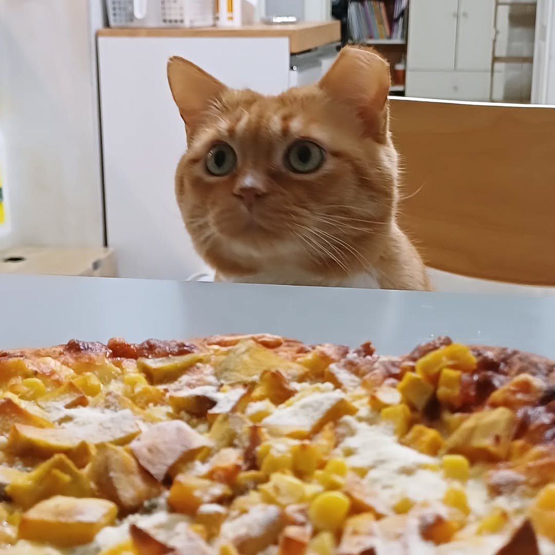 Photo by 이지냥냥 on February 01, 2026. May be an image of Abyssinian cat, kitten, pie and pizza.