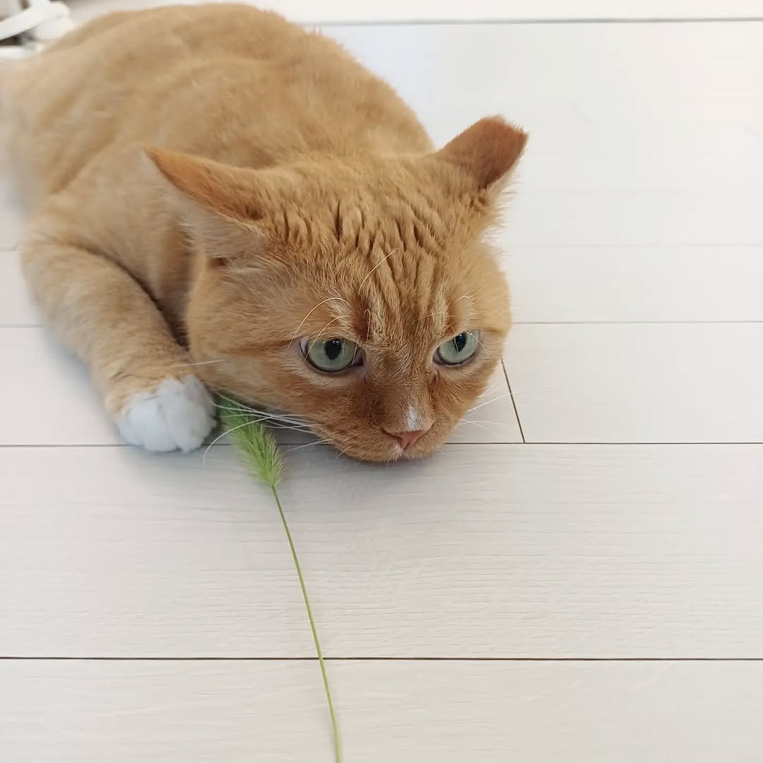 easypeasy_cat 게시물 이미지: ✨이지 사냥놀이 성공날✨

아니, 이게 무슨 일입니까..
이지가 2년 반 동안 한...
