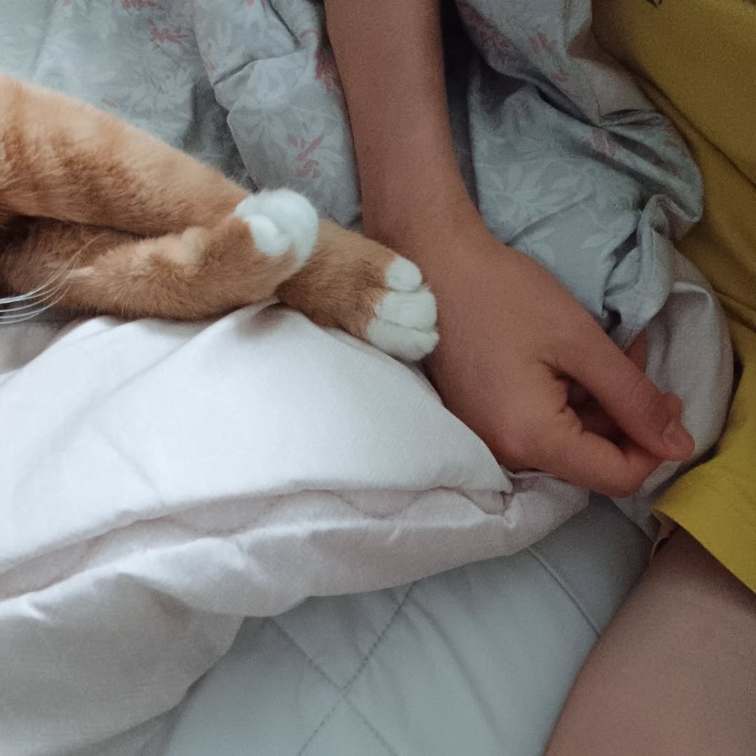 Photo by 이지냥냥 on August 25, 2025. May be an image of sleeping, Abyssinian cat, kitten, bedroom and text.