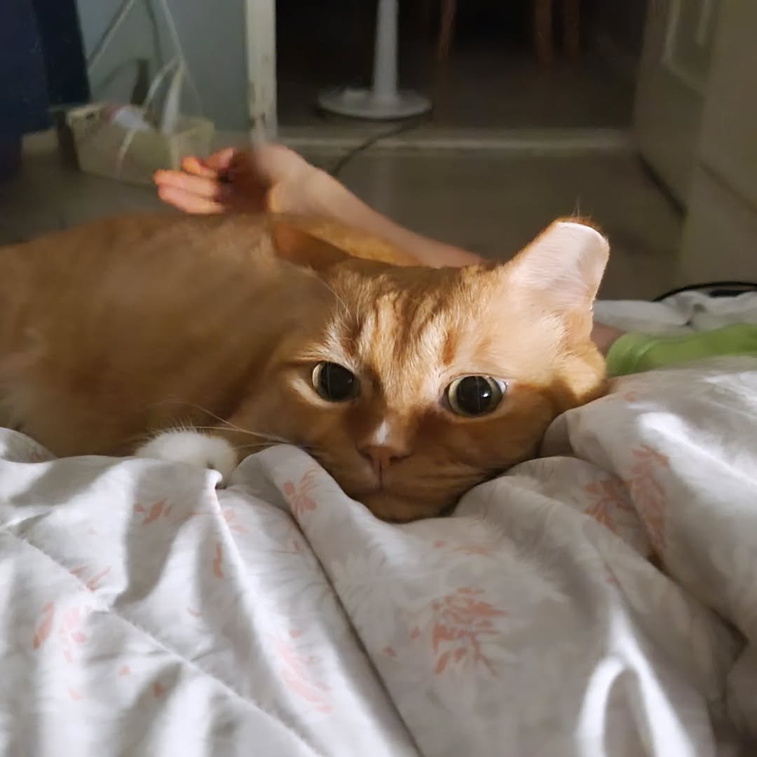 Photo by 이지냥냥 on October 01, 2025. May be an image of Abyssinian cat, kitten and text.