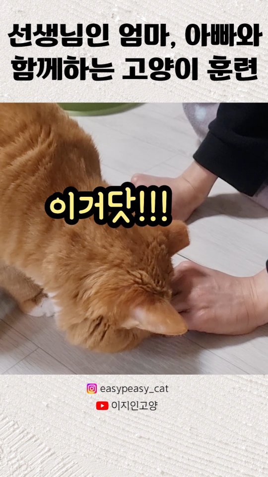 easypeasy_cat 게시물 이미지: 새 학기가 시작되면 선생님인 엄마👩🏻 아빠🧑🏻는 엄청 바빠집니다! (요즘 영상이...