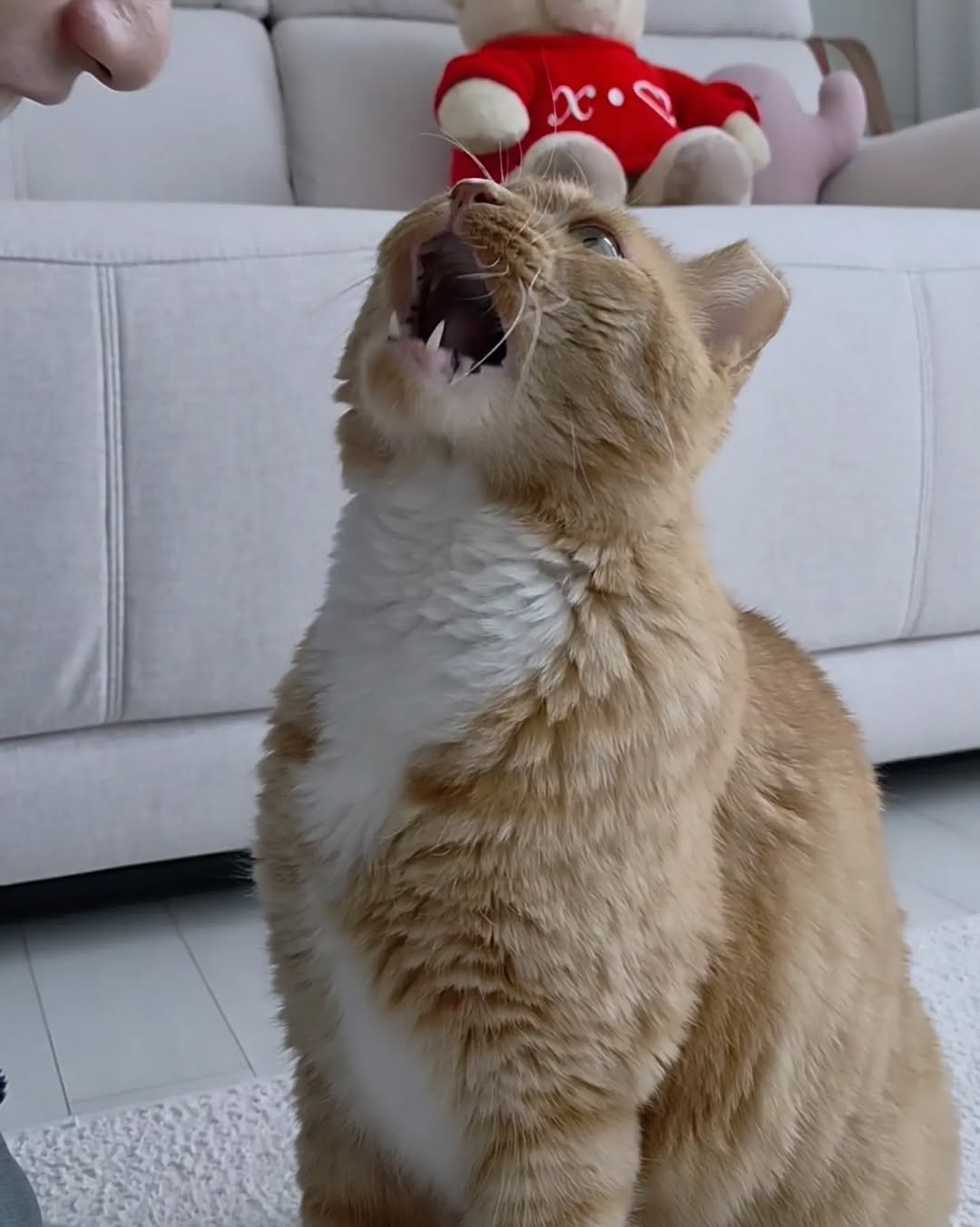 easypeasy_cat 게시물 이미지: 어구 어구❤
우리 이지 고양이 아니고 호랑이였네🐯
날이 갈수록 아빠 바라기로 성장 중✨