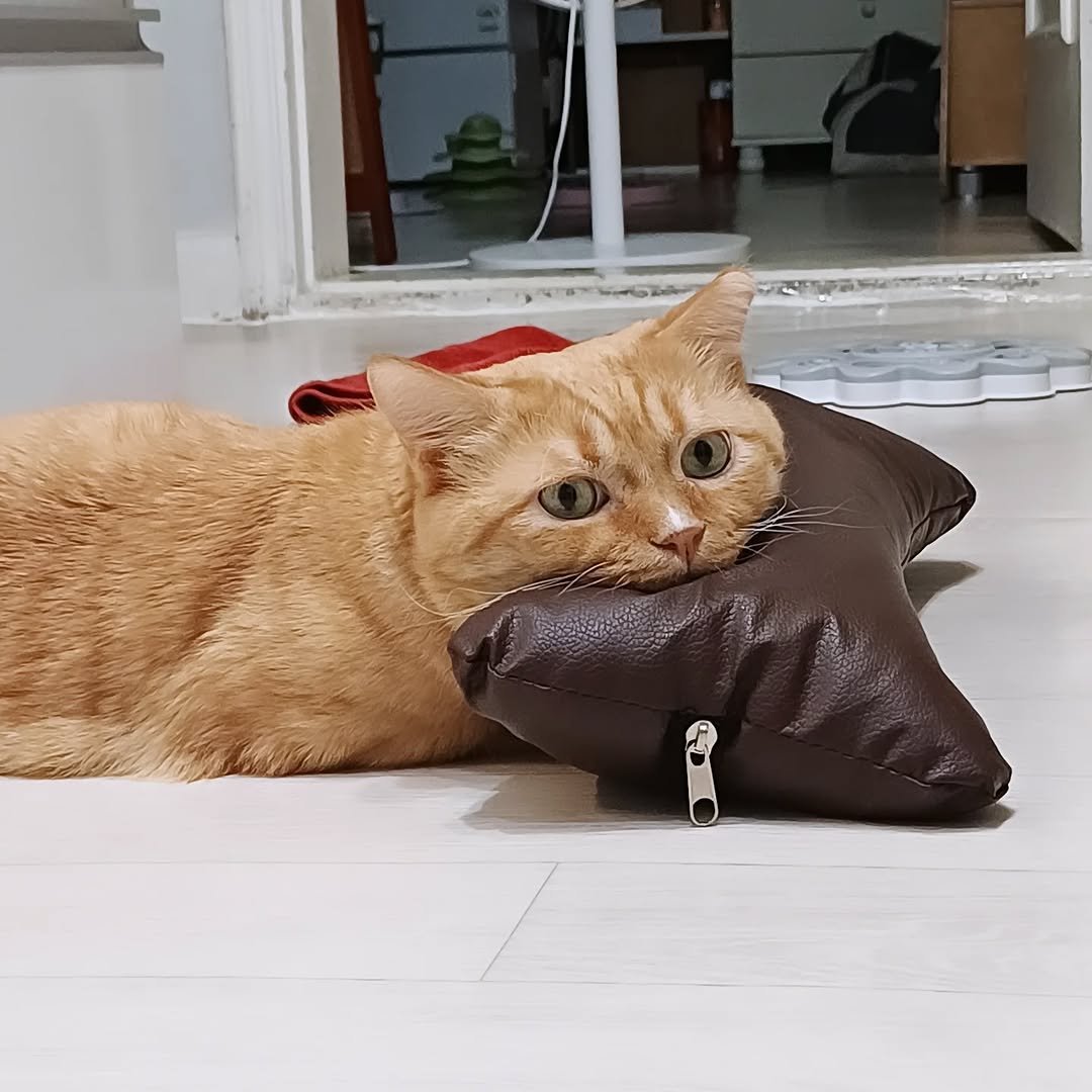 Photo by 이지냥냥 on September 12, 2025. May be an image of Abyssinian cat, kitten, beanbag chair and text.