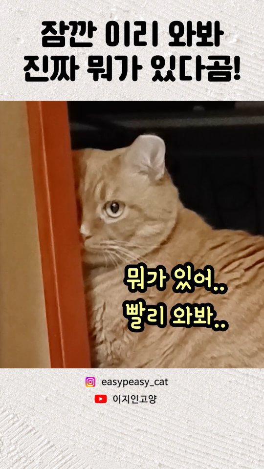 easypeasy_cat 게시물 이미지: 이지의 엉뚱하고 귀여운 습관😺🩷
배고프면 밥그릇 앞에서 빠아아안히 쳐다봐요👀 ㅋㅋㅋ...