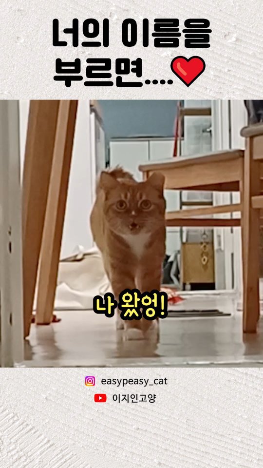 easypeasy_cat 게시물 이미지: 자기의 이름을 너무나 잘 아는 이지랍니다😺
추석은 모두 잘 보내셨나요~? 오늘...