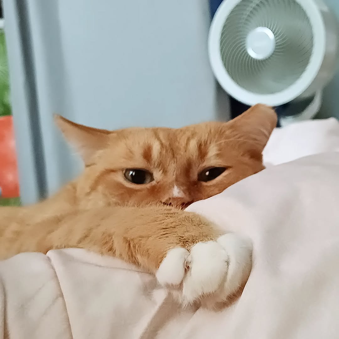 Photo by 이지냥냥 on July 20, 2025. May be an image of Abyssinian cat, kitten and text.