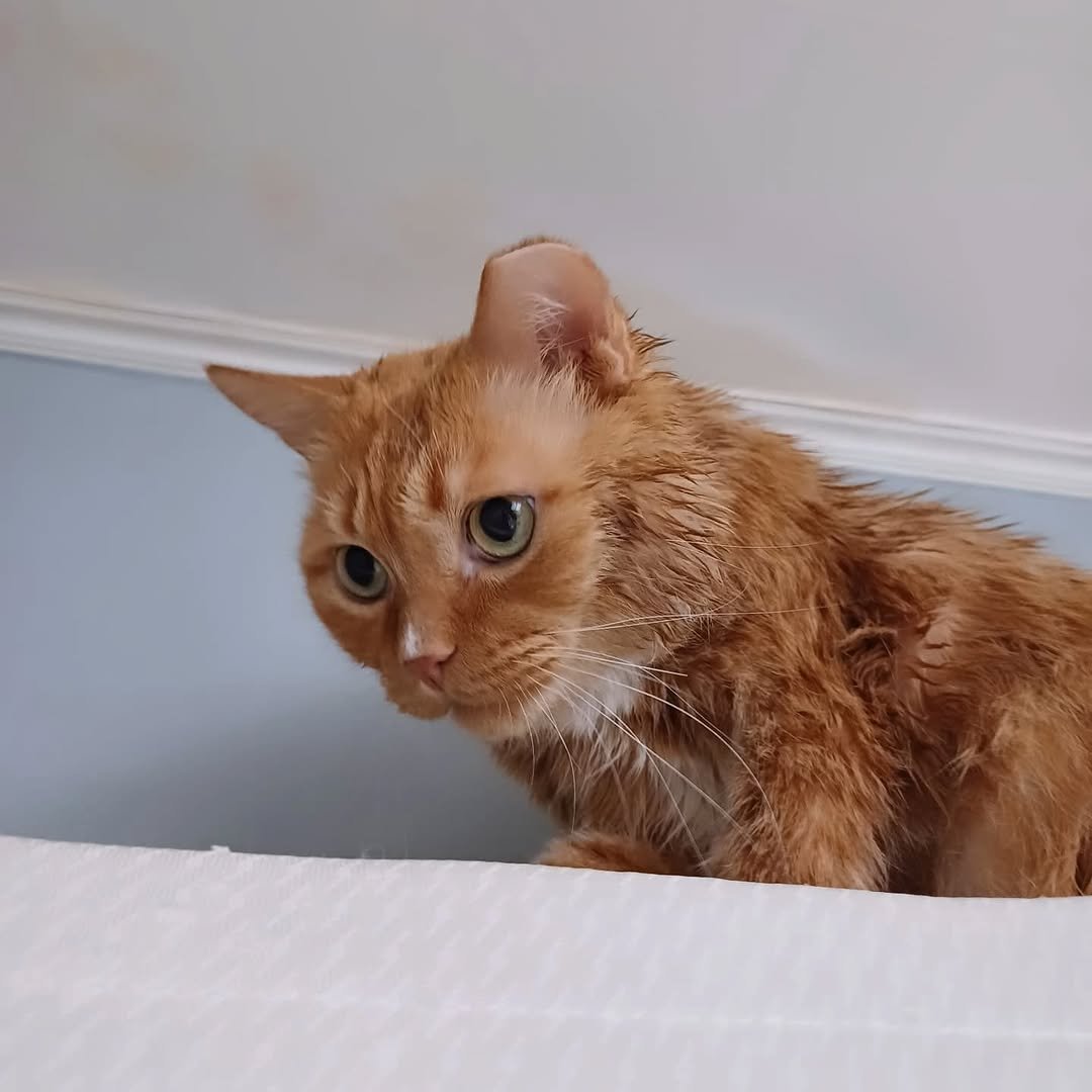 Photo by 이지냥냥 on July 18, 2025. May be an image of kitten, Abyssinian cat, bathtub and text.