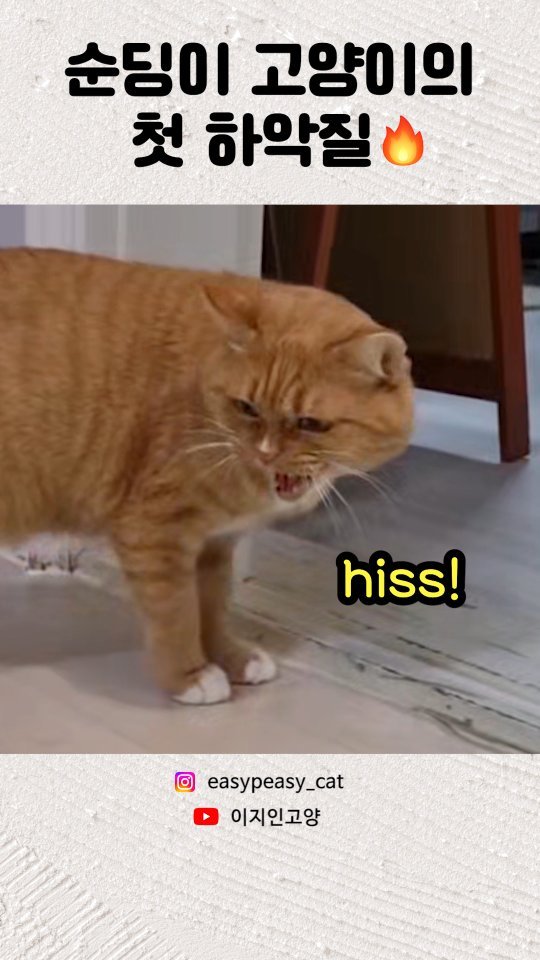 easypeasy_cat 게시물 이미지: 순둥이 이지😺가 처음 보여준 매서운 모습! 
새로 바꾼 청소기가 많이 무서웠는지...