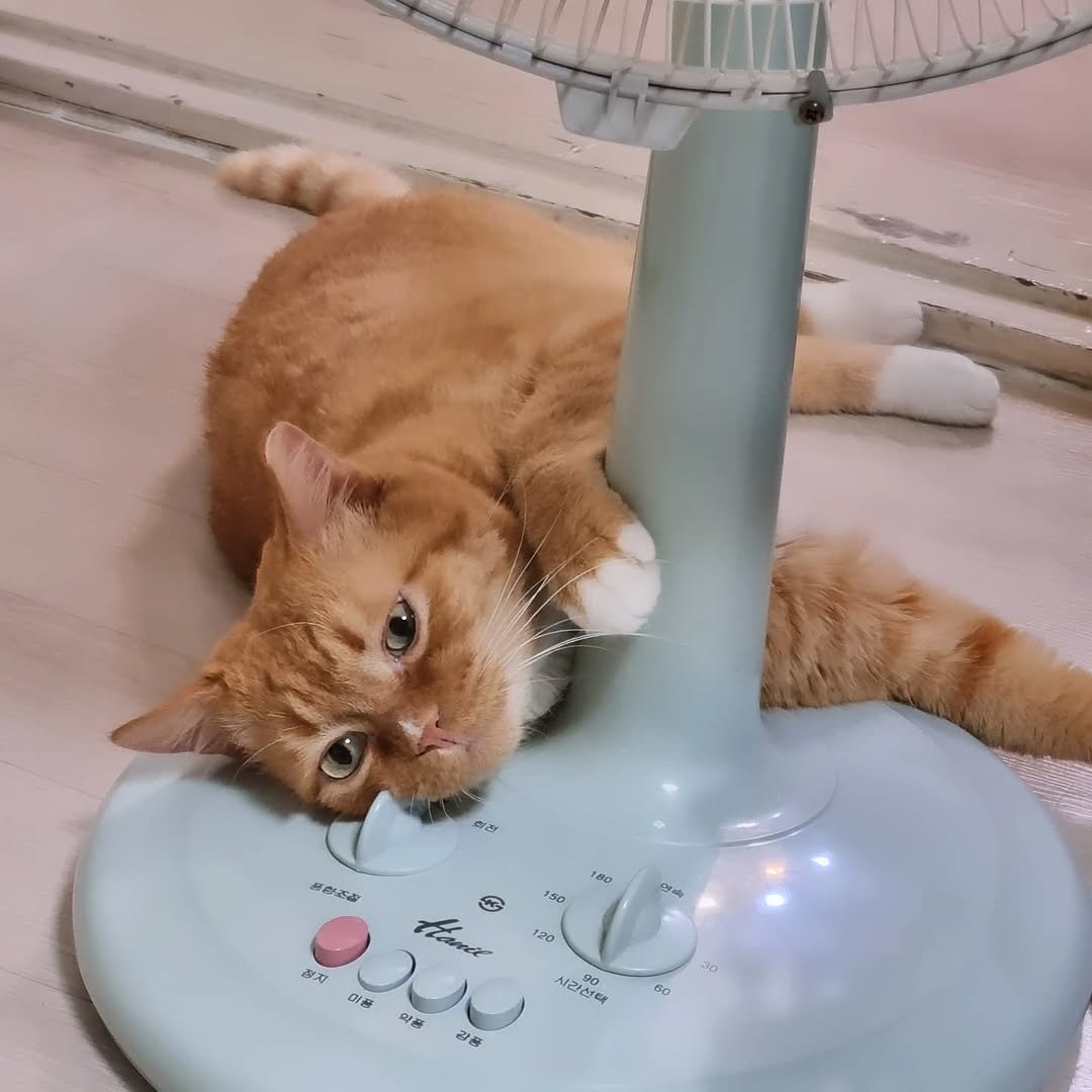 Photo by 이지냥냥 on July 16, 2025. May be an image of Abyssinian cat, kitten, hair dryer and text.