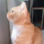 easypeasy_cat 인스타그램 프로필 사진