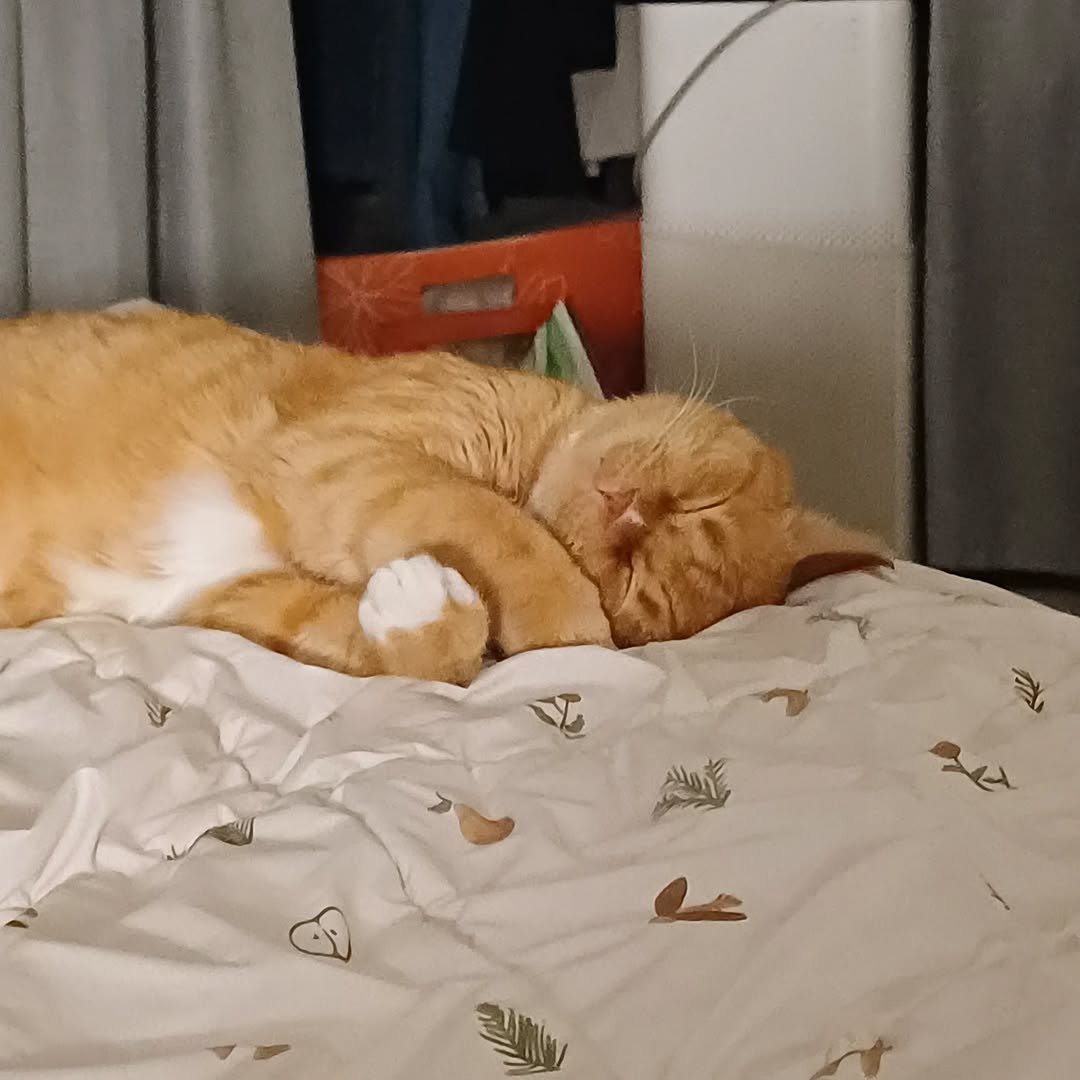 Photo by 이지냥냥 on November 03, 2025. May be an image of sleeping, Abyssinian cat, kitten, bedroom and text.