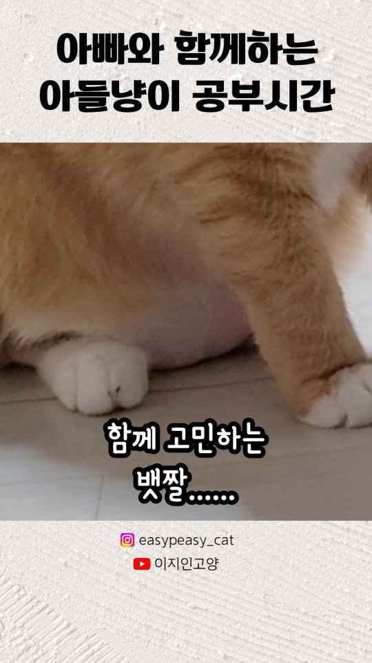 easypeasy_cat 게시물 이미지: 드디어 들고 온 엄마 아빠와 공부하기 2탄입니다👍🏻❤
다음 날 아빠랑 함께 간식...