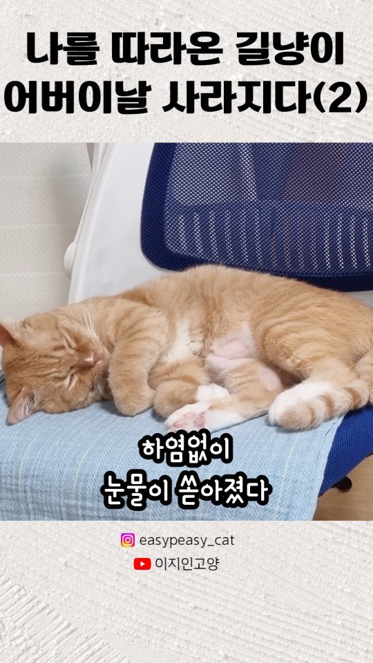 easypeasy_cat 게시물 이미지: 드디어 2탄을 들고 왔습니다! 🔥
우선 이지😺는 다들 예상하셨다시피 집으로 스스로...
