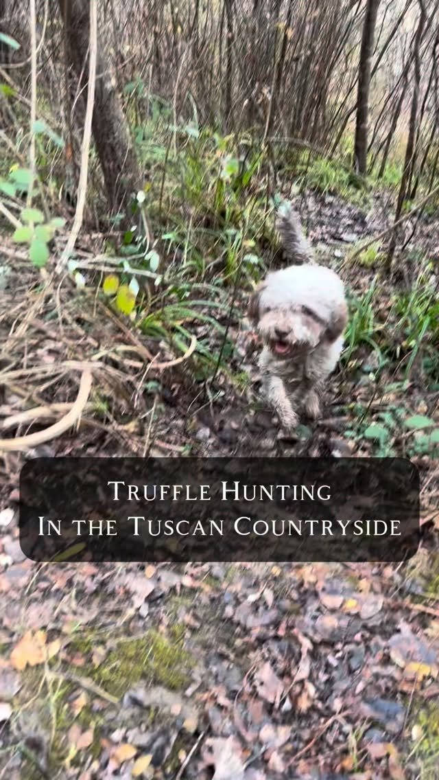 eatshistory 게시물 이미지: Truffle Hunting in Tuscany with @eatingeurope