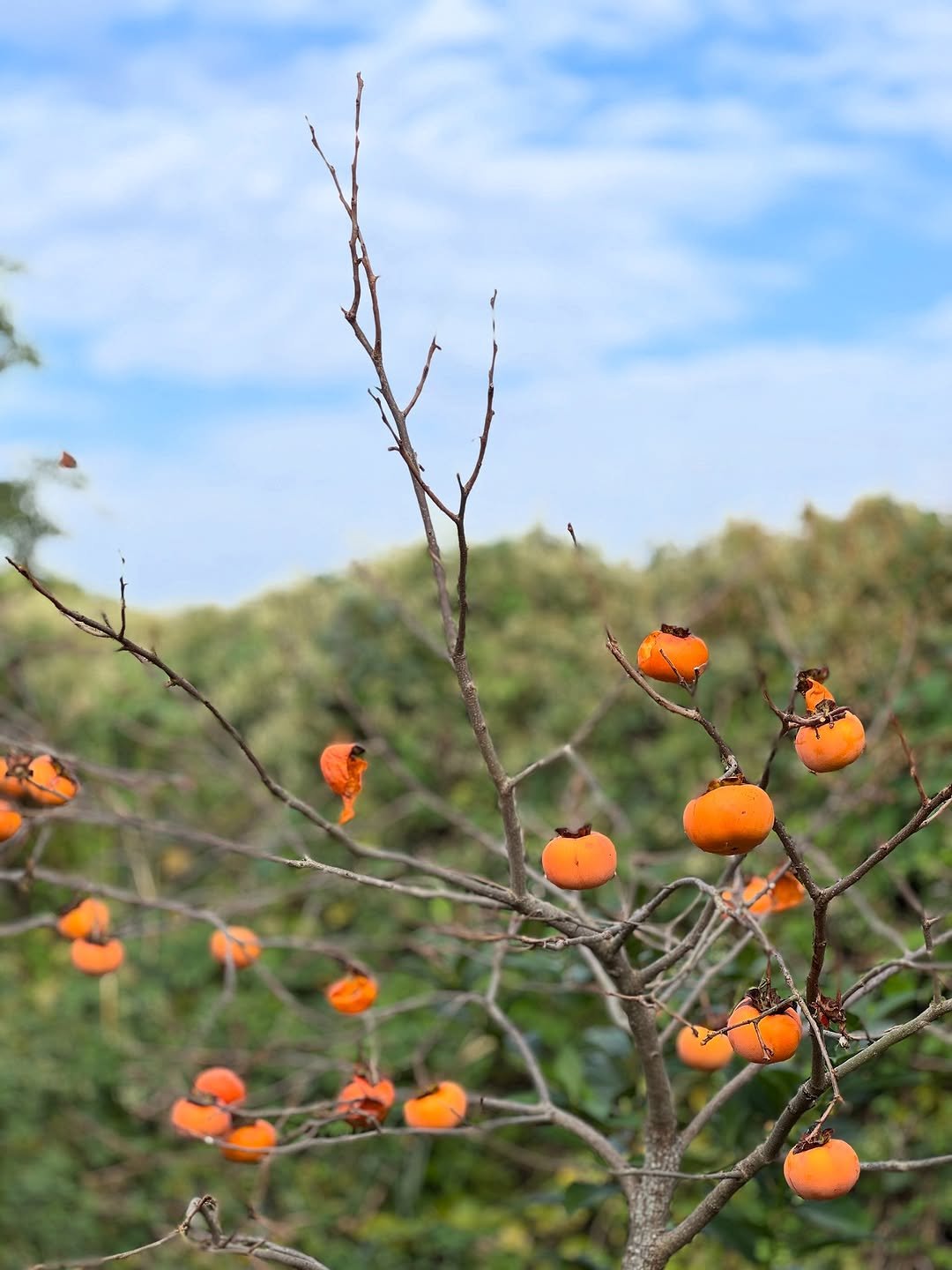 Photo by 박하나 이때다 | 제철을 전하는 브랜드 on November 07, 2025.