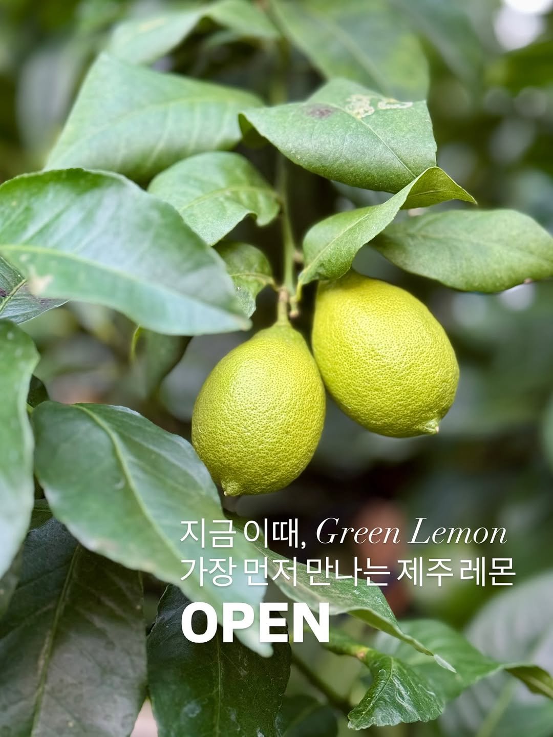 Photo by 박하나 이때다 | 제철을 전하는 브랜드 on November 02, 2025. May be an image of text that says '지금이때, 지금이때,Greenlemon 지금 때, Green Lemon 가장 먼저 만나는 제주 제주레몬 레몬 ΟΡΕΝ'.