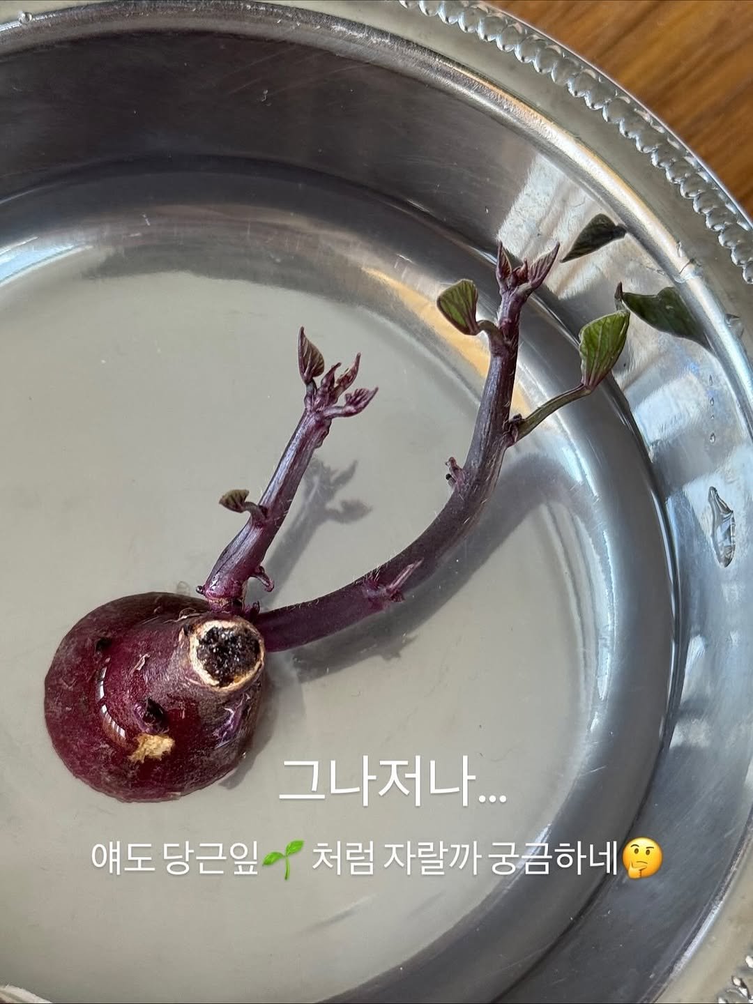 Photo by 박하나 이때다 | 제철을 전하는 브랜드 on November 08, 2025. May be an image of text that says 'ውመዕት 그나저나 얘도당근잎 얘도 처럼 자랄까 자랄까궁끔하네 궁끔하네'.