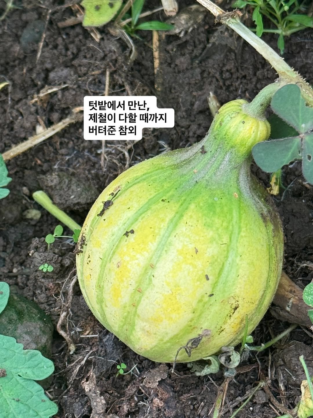 Photo by 이때다 제주 | 제철을 배우는 시간 on September 28, 2025. May be an image of watermelon, melon, gourd and text that says '텃밭에서 만난, 제철이 다할 때까지 버텨준 참외'.