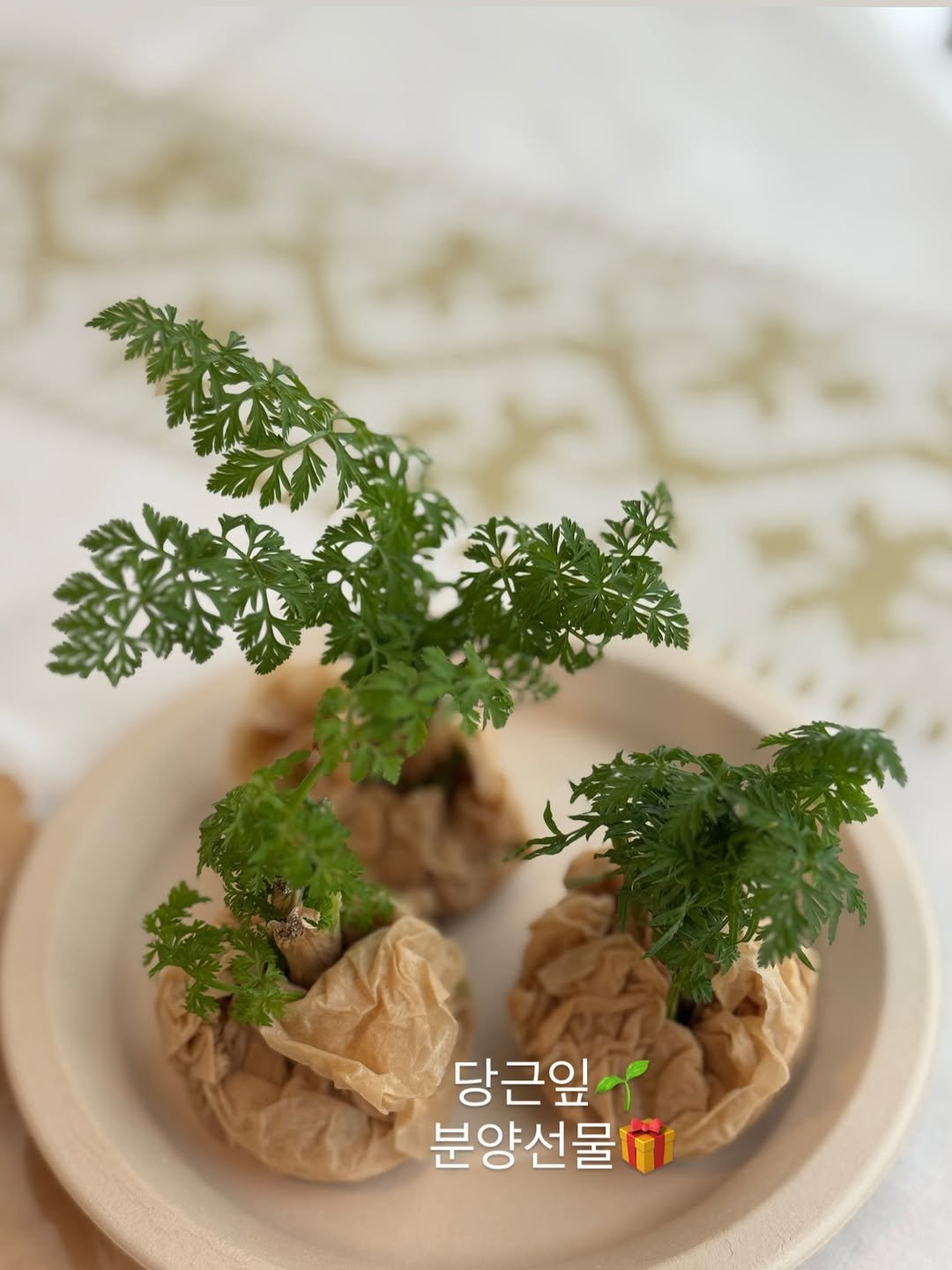 Photo by 박하나 | 이때다_제철을 전하는 브랜드 on December 23, 2025. May be an image of vegetable, herb and text that says '당근잎 분양선물이'.