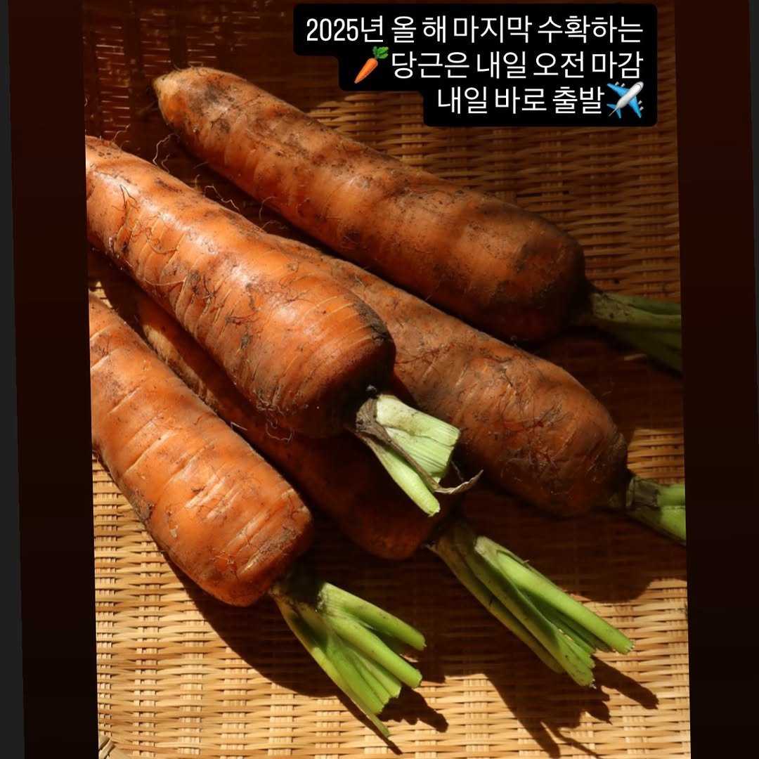 Photo by 박하나 | 이때다_제철을 전하는 브랜드 on December 28, 2025. May be an image of carrot, radish and text that says '2025년 올 2025년올해마지막수확하는 해 마지막 수확하는 당근은 내일 내일오전마감 오전 내일바로출발X 출발 내일 바로'.