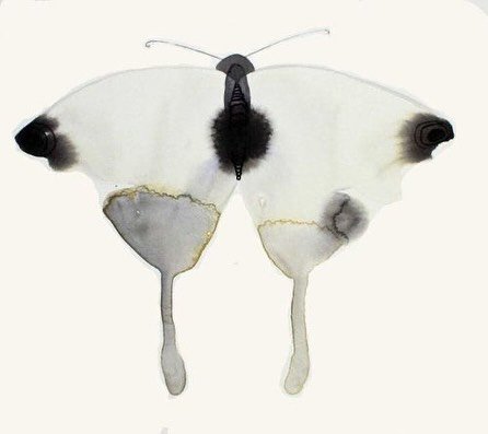 Photo by Echo in Eco on October 23, 2025. May be an image of butterfly and text.