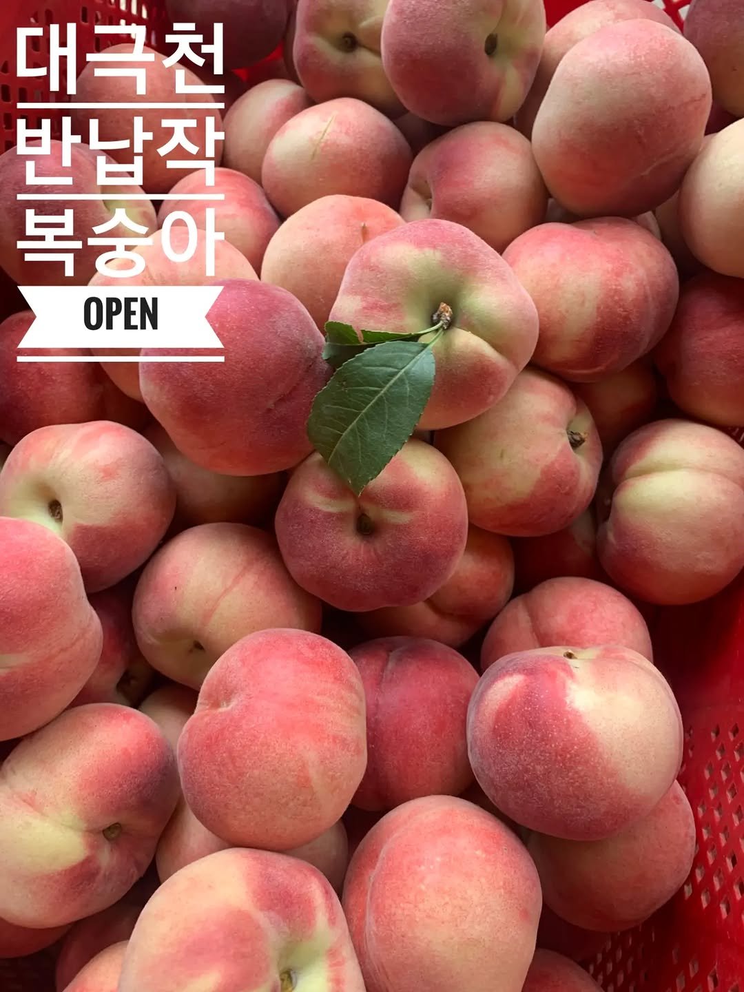 eden_table 게시물 이미지: 대극천🍑 OPEN
인친님
굿모닝입니다^^

재배하기 까다롭고 생산농가가 적어
1년중...