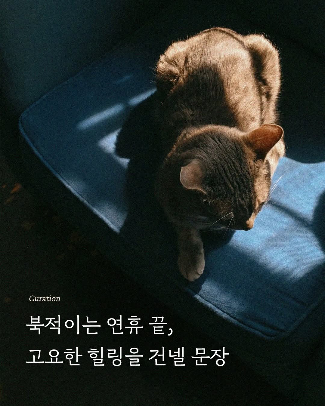 Photo by 엘리 출판사 on February 12, 2026. May be an image of Abyssinian cat, pie and text that says 'வுலமன eNNAe Curation 북적이는 연휴 끝, 고요한 힐링을 건넬 문장'.