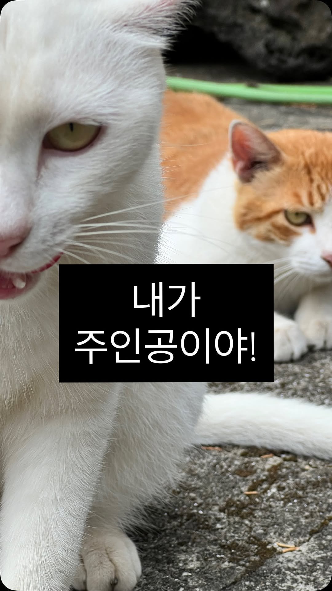 elsa.eyes 게시물 이미지: 뭉이를 찍고싶었는데... 살구가...
#너다해라