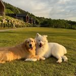 good.night.dog 프로필 사진