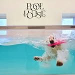 poolhouse_pet 프로필 사진