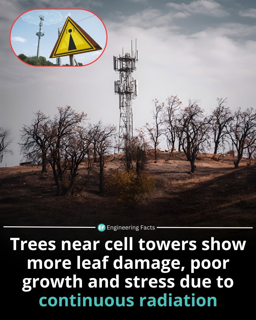 Photo by Engineering Facts 🇺🇸 on December 01, 2025. May be an image of tree and text.