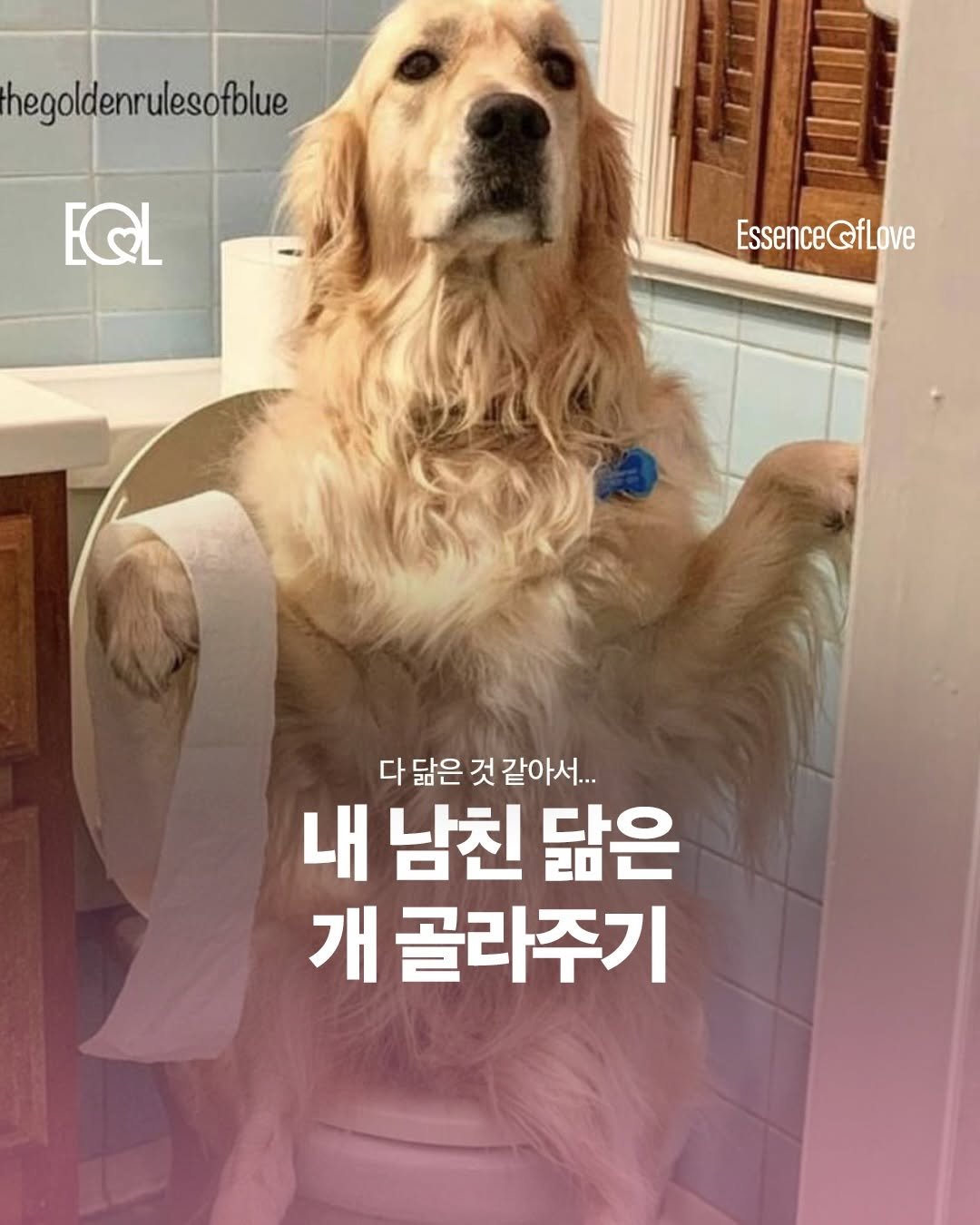 Photo by EOL 이오엘 on April 25, 2026. May be an image of golden retriever, collie and text that says 'thegoldenrulesofblue EQL EssenceQfLove fLove Essence 다 다닮은것 닮은것같아서... 닮은 것 같아서... 내 남친 닮은 개 골라주기'.