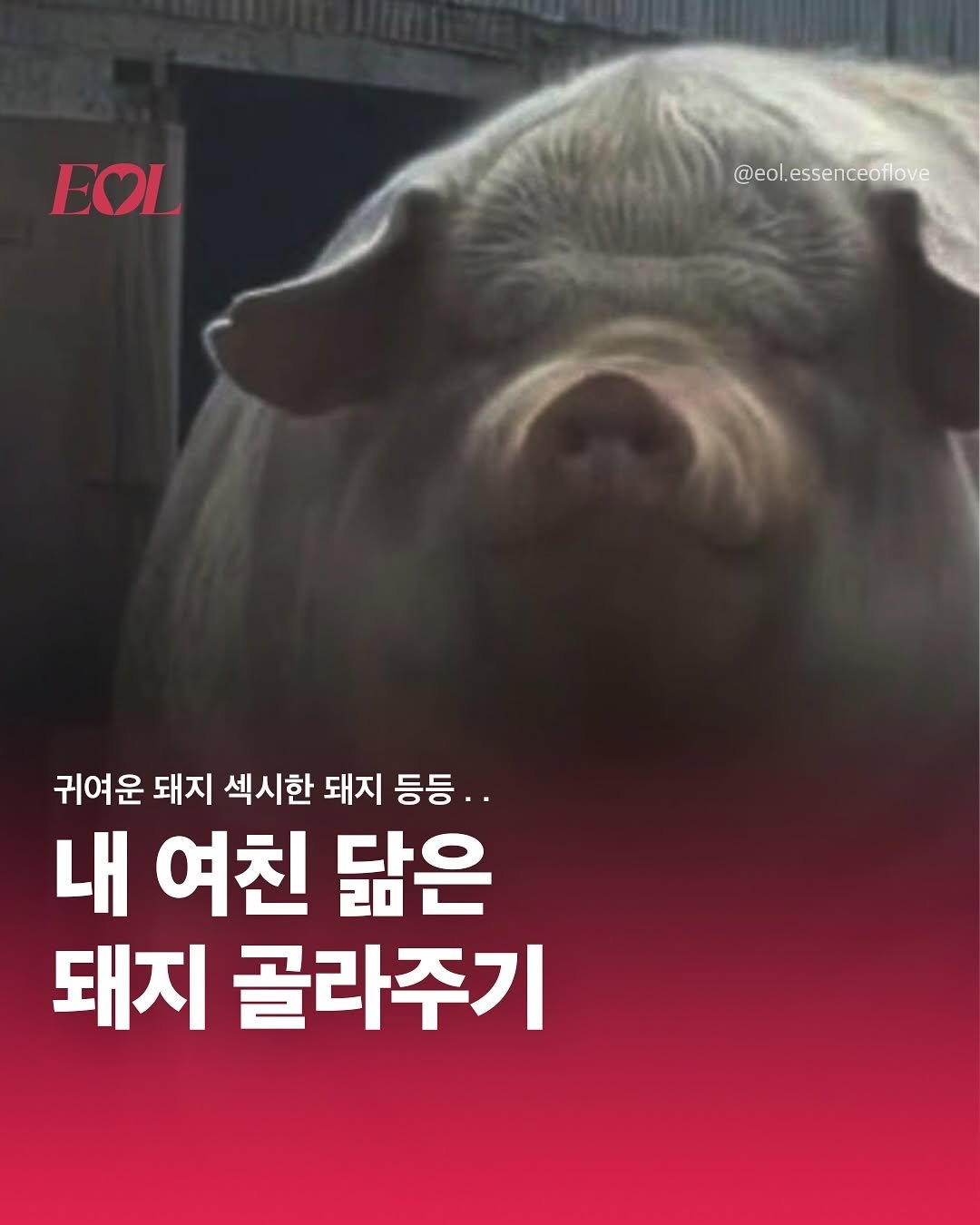 Photo by EOL 이오엘 on August 04, 2025. May be an image of text that says 'EOL @eol.essenceoflove 귀여운 돼지 섹시한 돼지 등등.. 내 여친 닮은 돼지 골라주기'.