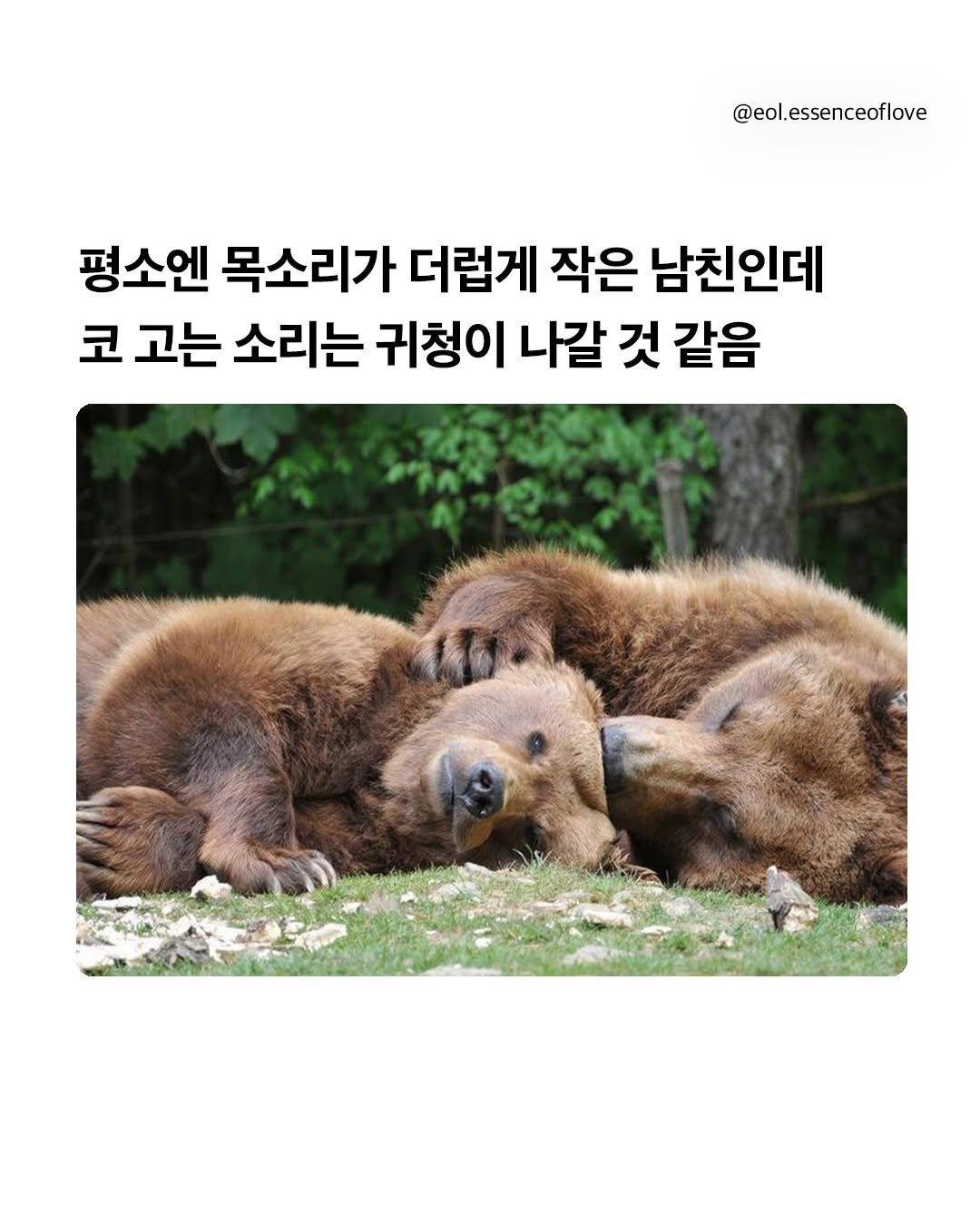 Photo by EOL 이오엘 on February 10, 2026. May be an image of bear and text that says '@eol.essenceoflove 평소엔 목소리가 더럽게 작은 남친인데 코 고는 소리는 귀청이 나갈 것 같음'.
