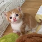 honey.mo0 프로필 사진