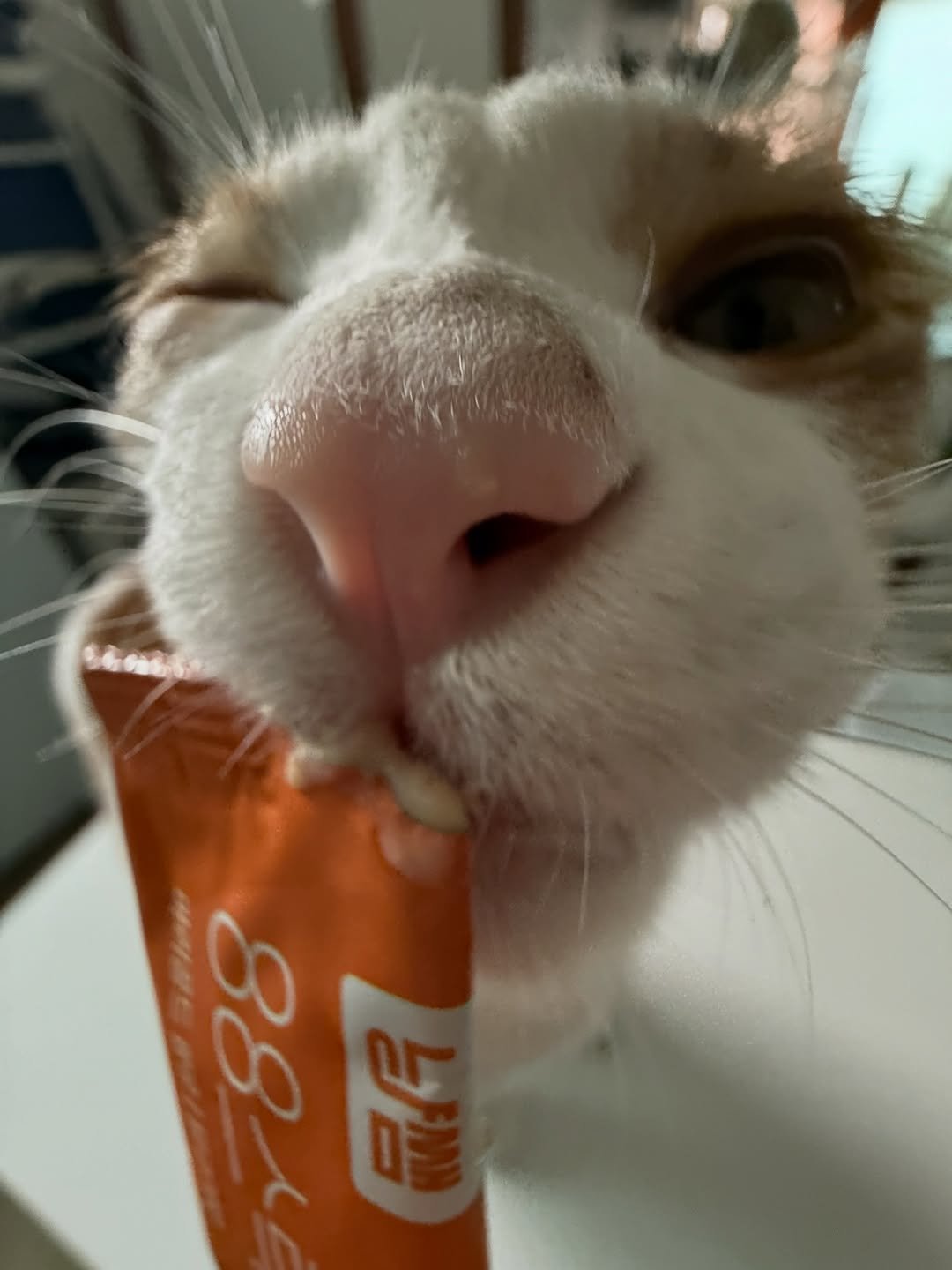 Photo shared by 엄된장 on September 21, 2025 tagging @fitpet_official. May be an image of kitten, Abyssinian cat and text.