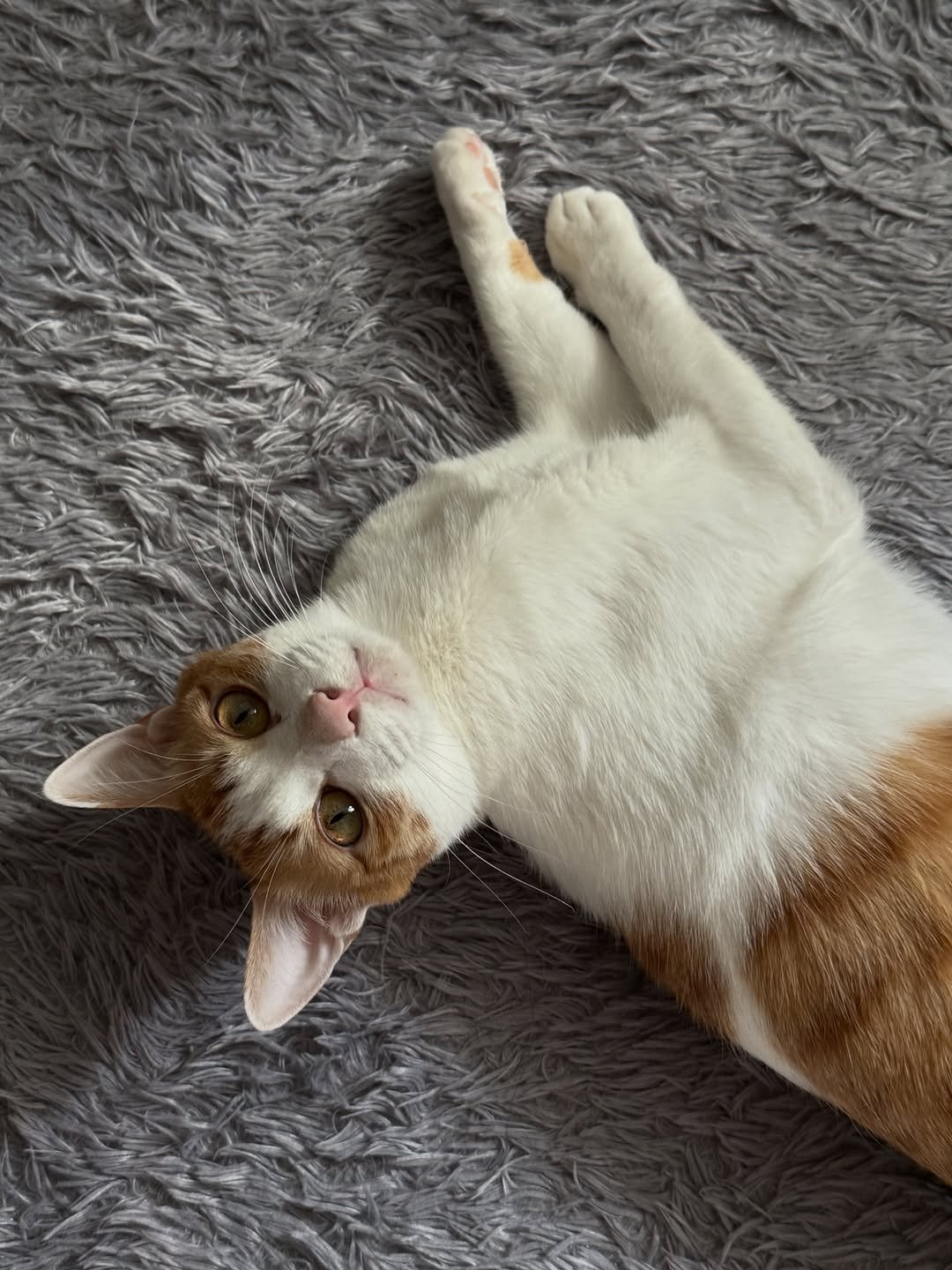 Photo by 엄된장 on February 02, 2026. May be an image of Abyssinian cat, kitten, fur, carpet and text.