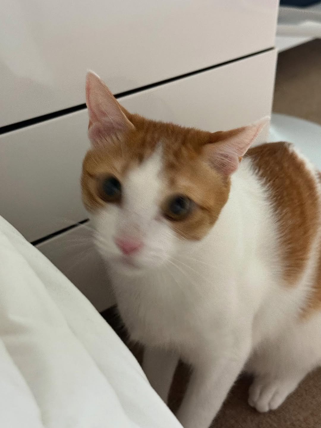 Photo by 엄된장 on August 09, 2025. May be an image of Abyssinian cat, kitten and text.