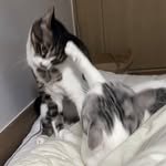 simwkand 프로필 사진