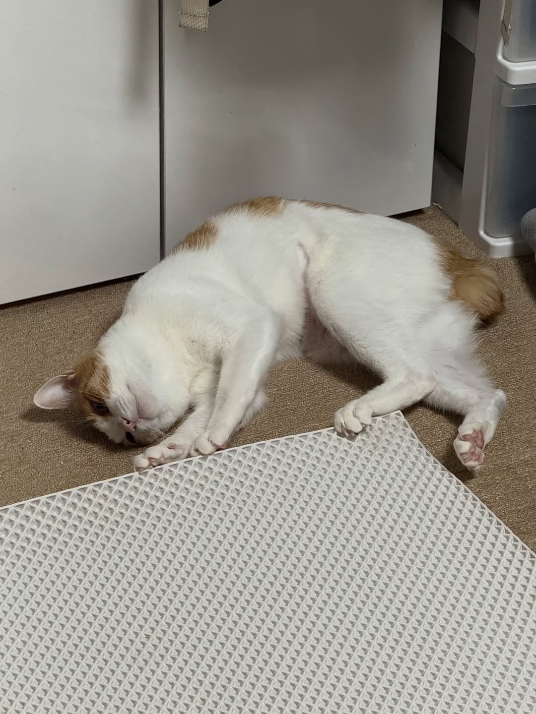 Photo by 엄된장 on December 08, 2025. May be an image of sleeping, kitten, bathmat, carpet and text.