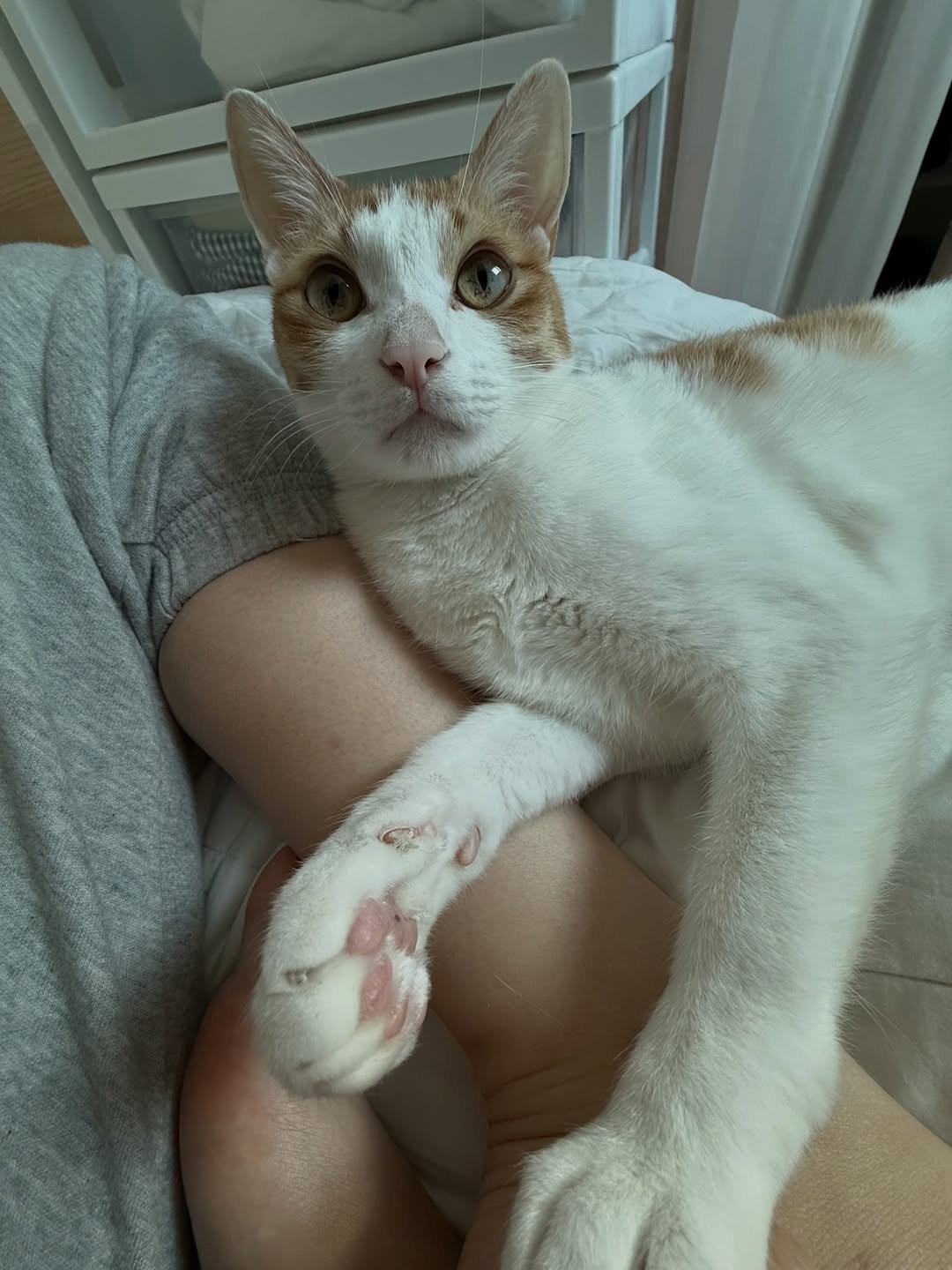 Photo by 엄된장 on February 09, 2026. May be an image of Abyssinian cat, kitten and text.