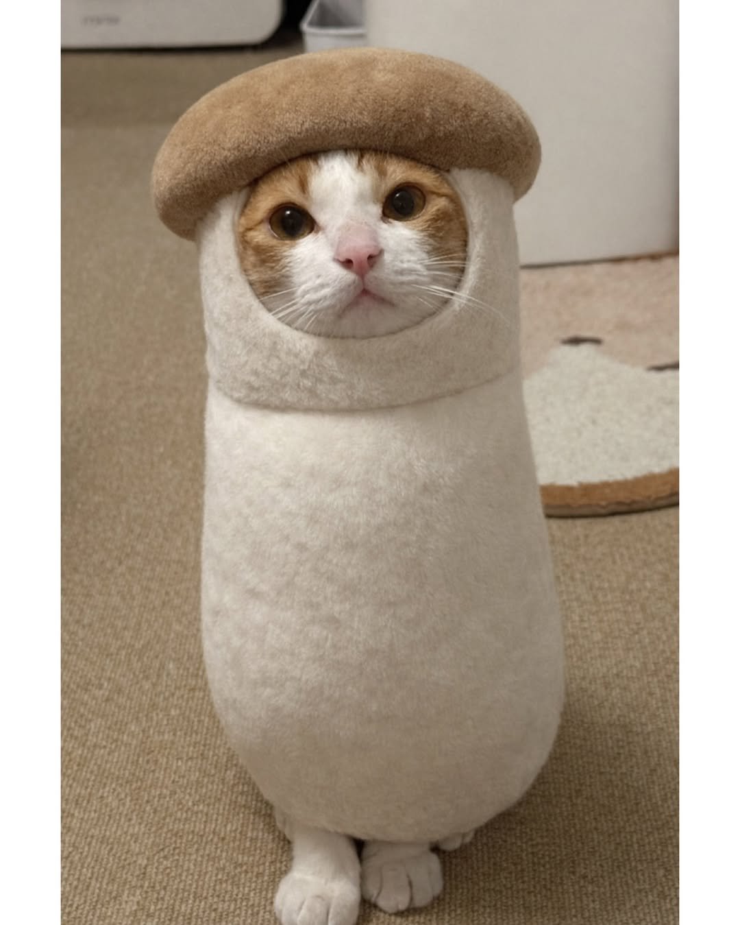 Photo by 엄된장 on December 22, 2025. May be an image of Abyssinian cat, kitten, tortoiseshell cat, beret and text.