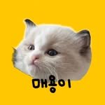 maeyong_ragdoll 프로필 사진