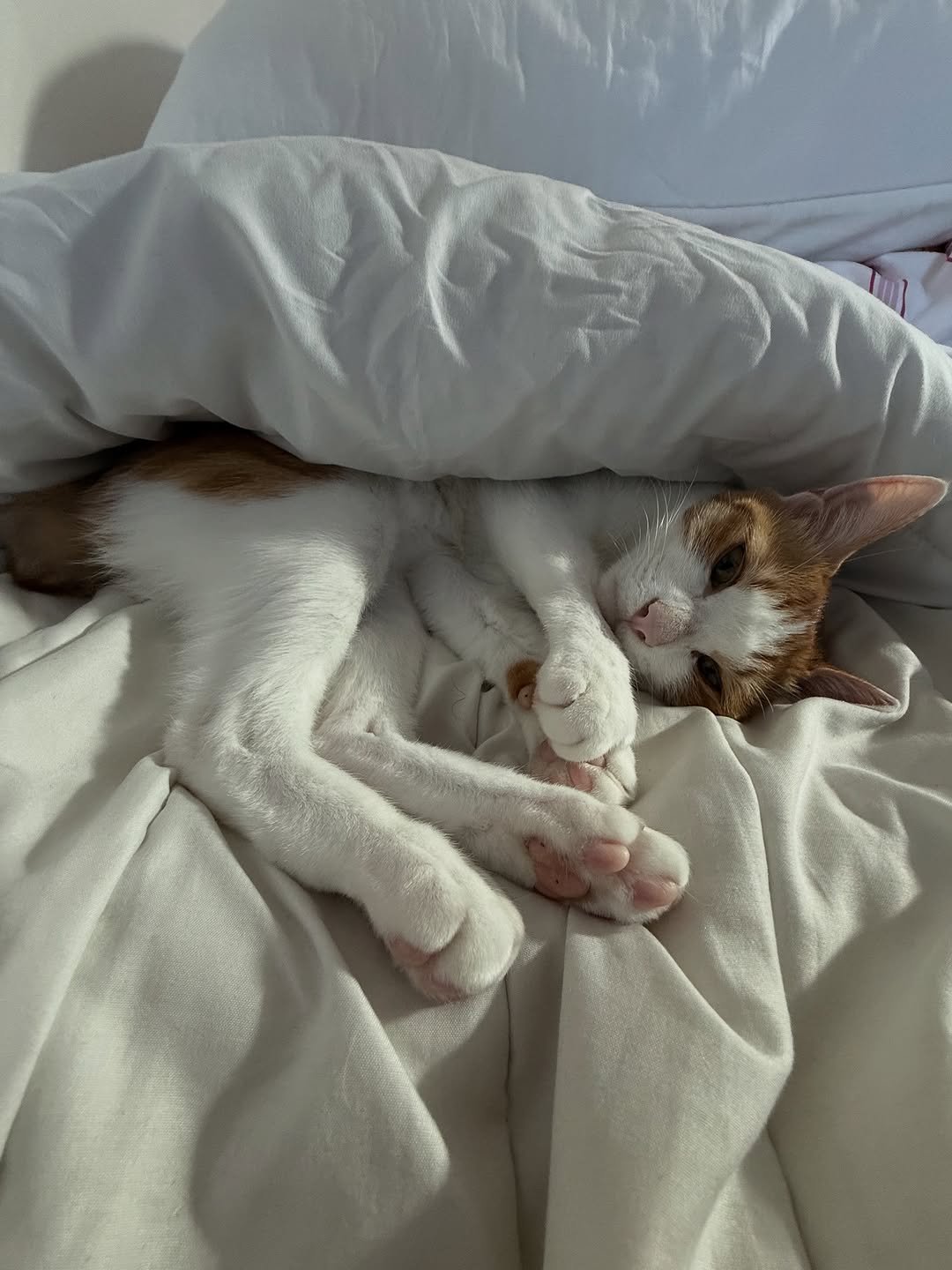 Photo by 엄된장 on November 11, 2025. May be an image of sleeping, Abyssinian cat, kitten, bedroom and text.