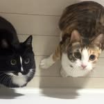 beri.x.illez 프로필 사진