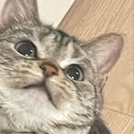 bambi_spring 프로필 사진