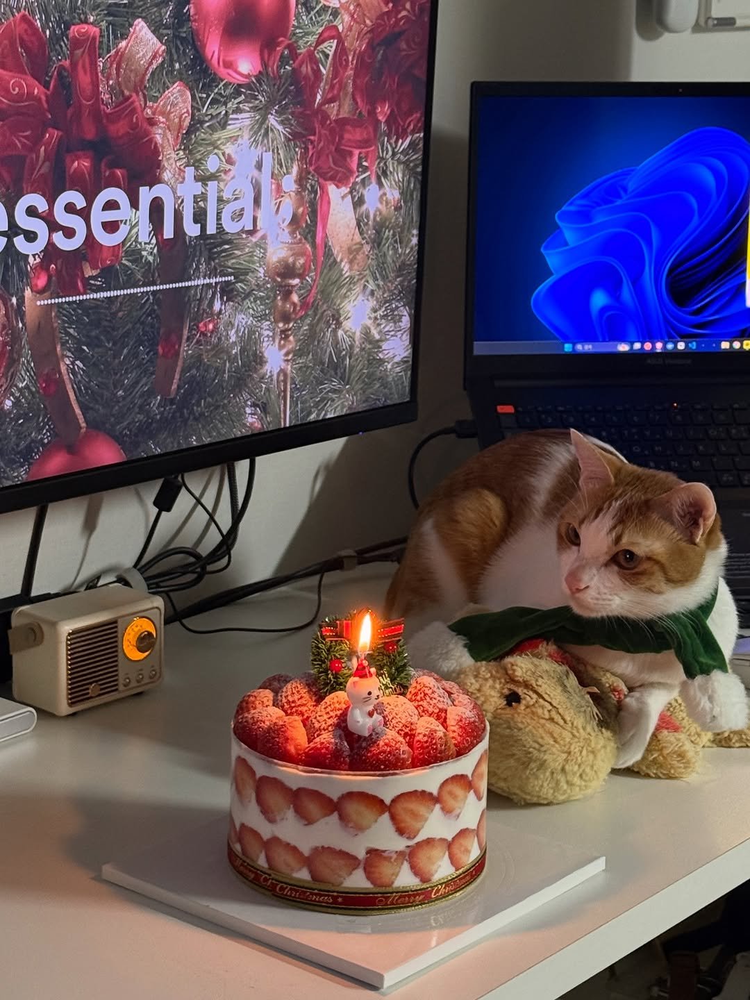 Photo by 엄된장 on December 25, 2025. May be an image of kitten, candle, cake and text.