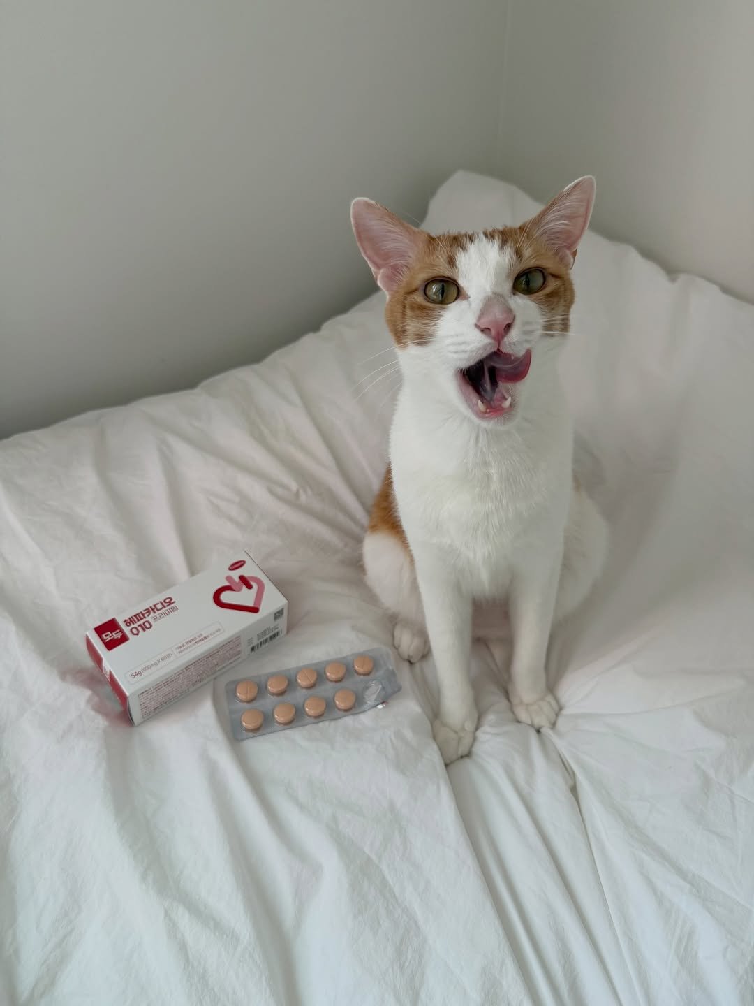 Photo shared by 엄된장 on April 13, 2026 tagging @cruisepet.official. May be an image of kitten, medicine, candy and text.