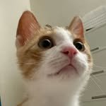 samsik_cheese 프로필 사진